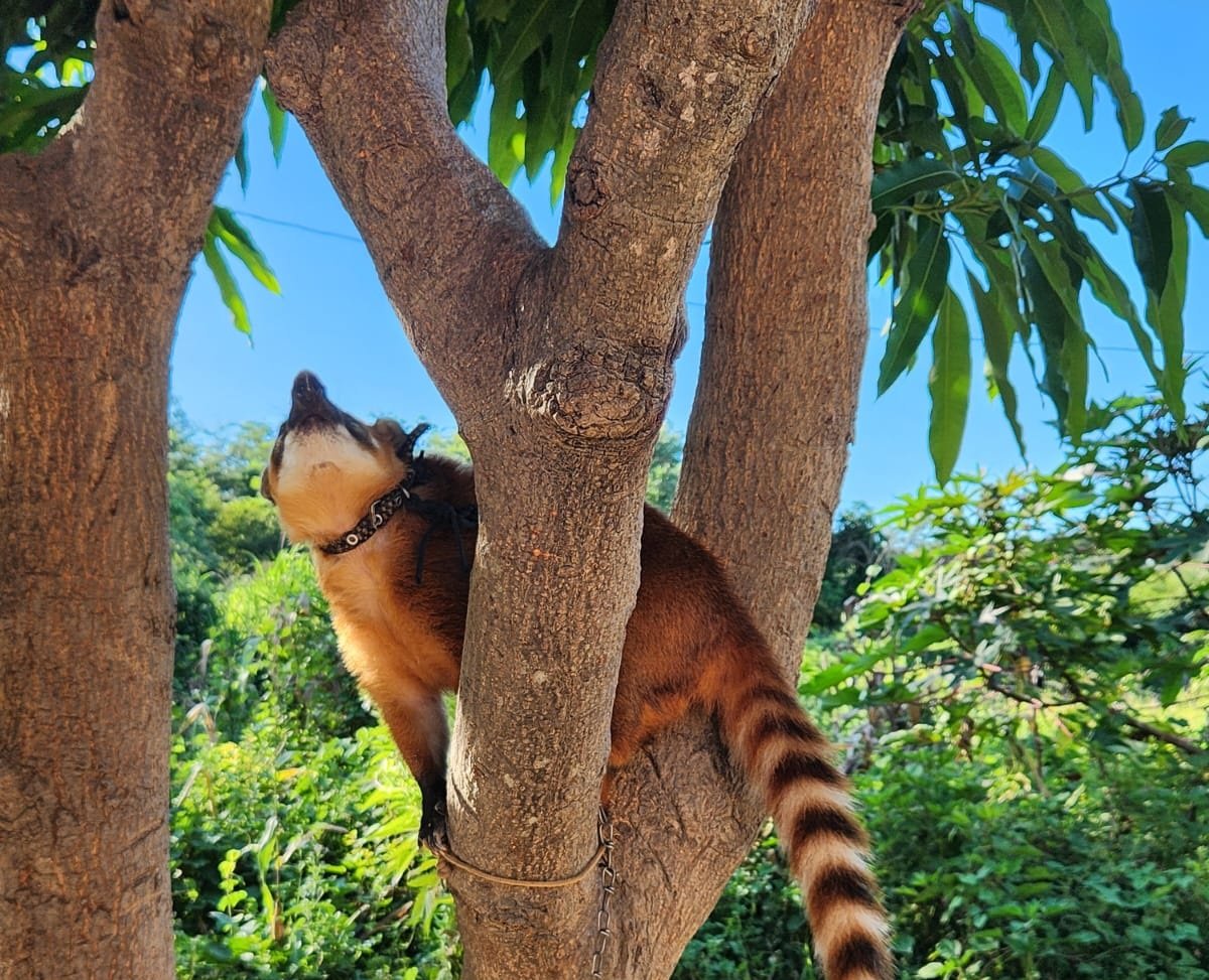 Polícia Civil e Naturatins retiram quati de cativeiro em Aurora do Tocantins (Foto: Divulgação PC/TO) 
